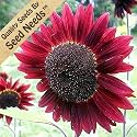 100 Seeds, Sunflower "Velvet Queen" (Helianthus annuus) Seeds Packaged by Seed Needs