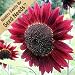 100 Seeds, Sunflower