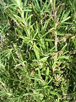 Rosemary 3 Organic Herb Plants 4" Pots