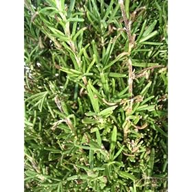 Rosemary plants