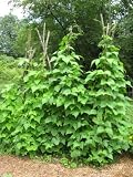 vegetable trellises:A Crash Course on How to Grow Pole Beans