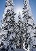 Daniel J. Cox, Dennis Frates, and Art Wolfe: Trees