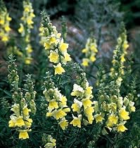 Lemon Sherbet Snapdragon 50 Seeds - Perennial