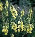 Lemon Sherbet Snapdragon 50 Seeds