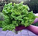 Black Seeded Simpson Lettuce 4800 or More Seeds