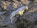 Jigsaw of Rocky Mountain Goat - Leaping across cliff face from Ardea