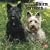 Cairn Terriers 2010 Square Wall (Multilingual Edition)
