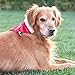 ZippyPaws Holiday Paw Bandana - Christmas Dog Accessory (3 Sizes) (Large)