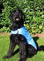 Prestige Cool Coat for Dogs, XL, Blue