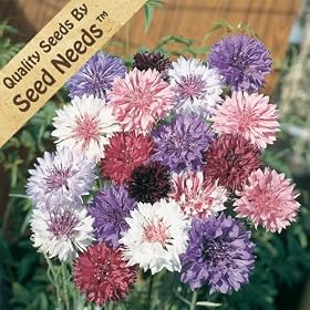 Cornflower Mix - 280 Seeds