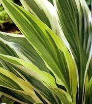 Lakeside Dragonfly Hosta