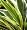 Lakeside Dragonfly Hosta