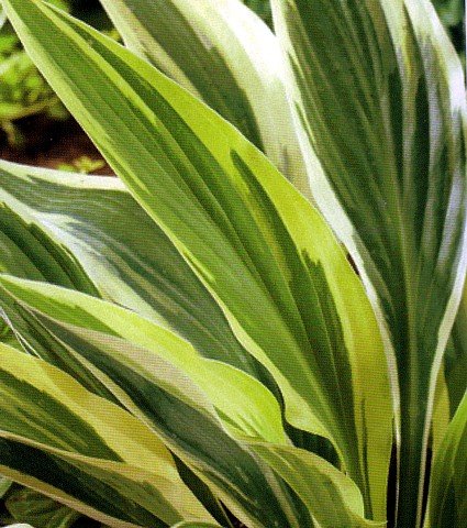 Lakeside Dragonfly Hosta