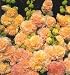 Peaches and Dreams Hollyhock - 35 Seeds