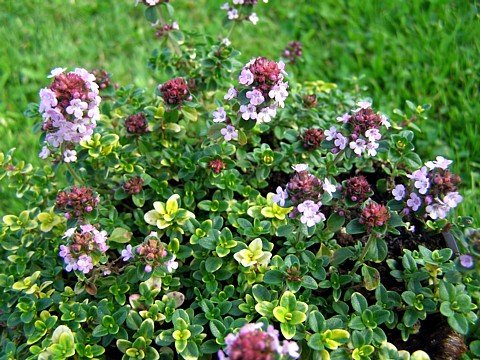 Mosquito Repelling Creeping Lemon Thyme Plant - FANTASTIC! - 3