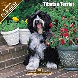 Tibetan Terrier 2008 Wall Calendar