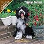 Tibetan Terrier