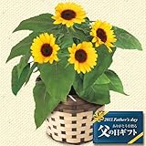 �y���̓��M�t�g�z�Ђ܂�蔫�A�y����6/13-6/16���������z