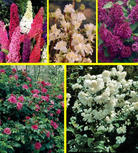 Dufthecke, gesamt 5 Pflanzen, je 1*: Heckenrose,Jasmin, Flieder, Gei&szlig;blatt, Sommerflieder  Preisvergleich