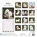 Maltese Calendar - Only Dog Breed Maltese Calendar - 2016 Wall calendars - Dog Calendars - Monthly Wall Calendar by Avonside