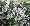 Silver Lace Vine Plant