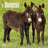Donkeys 2016 Wall Calendar