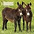 Donkeys 2016 Wall Calendar