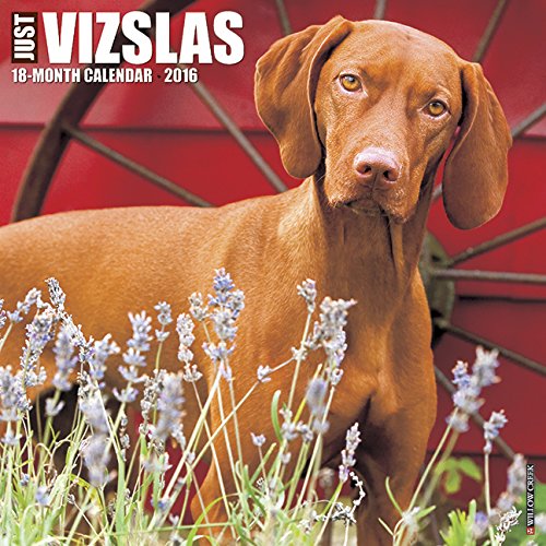 2016 Just Vizslas Wall Calendar