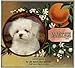 Marshall Canyon, Los Angeles County Maltese Puppy Dog Orange Citrus Fruit Crate Box Label Art Print