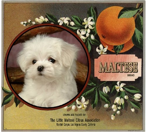 Marshall Canyon, Los Angeles County Maltese Puppy Dog Orange Citrus Fruit Crate Box Label Art Print