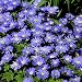 Balkananemone Blue Shades - 50 blumenzwiebeln
