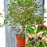 Dwarf Everbearing Mulberry Plant - Morus nigra - Sweet Fruit - 4" Pot