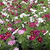 コスモス高性：センセーションミックス3号ポット 6株セット