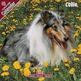 2009 Collie Wall Calendar