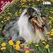 Books : 2009 Collie Wall Calendar