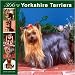 yorkshire terrier - 366 Days of Yorkshire Terriers 2008 Wall Calendar