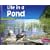 Life in a Pond (Pebble Plus: Living in a Biome)