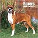   - Boxers Plato Wall - 2008 Calendar