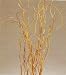 Green Earth Accents Curly Willow 4 Feet Tall, Package of 12