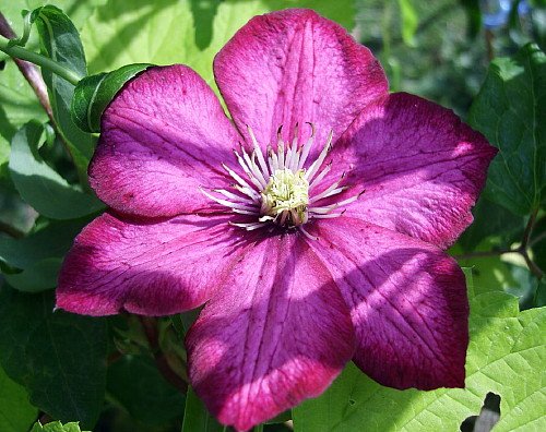 Ville de Lyon Clematis - 2.5