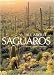 All About Saguaros: Facts/ Lore/ Photos