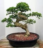 M&M BONSAI 10 YR OLD TRAINED JUNIPER BONSAI TREE
