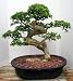 M&M BONSAI 10 YR OLD TRAINED JUNIPER BONSAI TREE