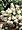 Little Lamb Hydrangea Paniculata