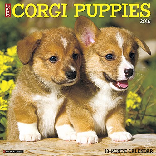 2016 Just Corgi Puppies Wall Calendar
