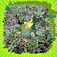 Square Living Succulant Wreath - 9"