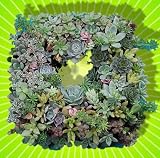 Square Living Succulant Wreath - 9