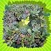 Square Living Succulant Wreath - 9"