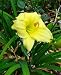 Stella Supreme Daylily Perennial - Hemerocallis