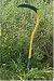 SCYTHETTE - LARGE 109CM SHAFT & 41CM BLADE